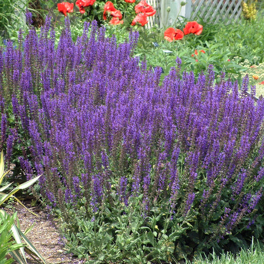 Meadow Sage 'May Night'