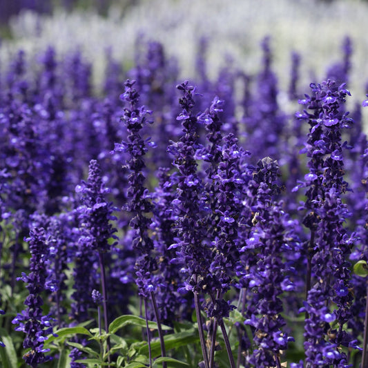 Salvia 'Victoria'