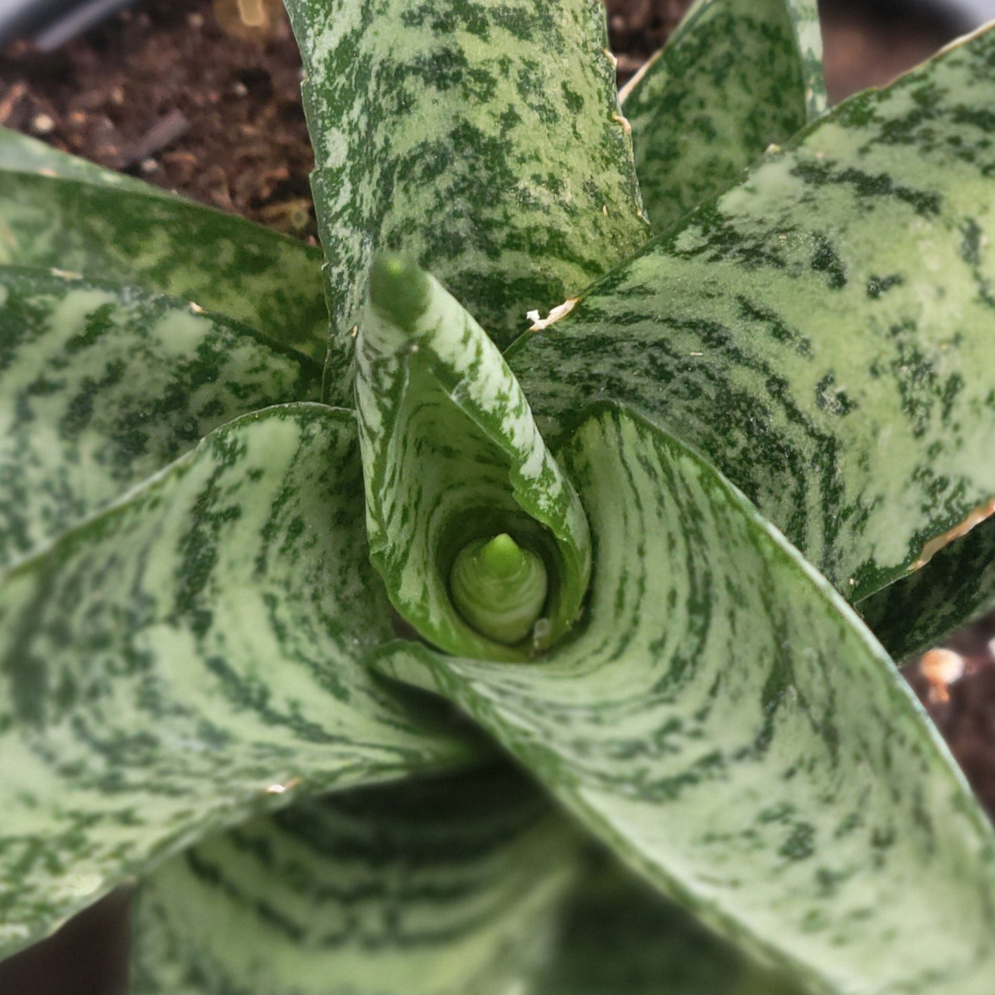 Snake Plant Pagoda Dark