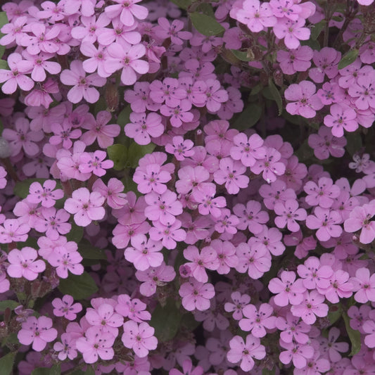 Rock Soapwort