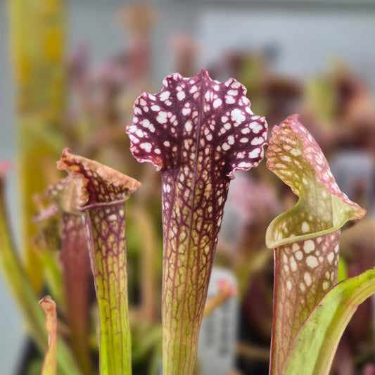Sarracenia Assorted (Pitcher Plant)