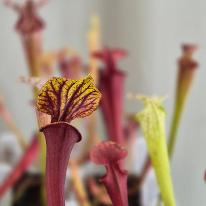 Sarracenia Assorted (Pitcher Plant)