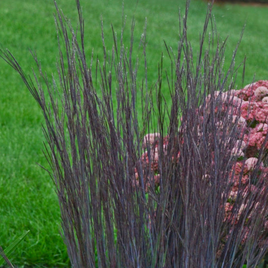Grass 'Smoke Signal'