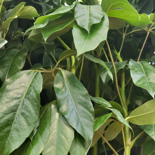 Schefflera 'Amate'