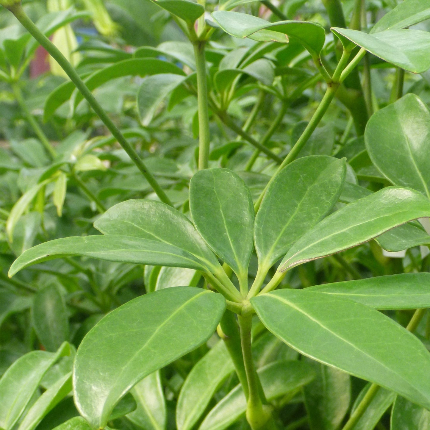 Schefflera arboricola