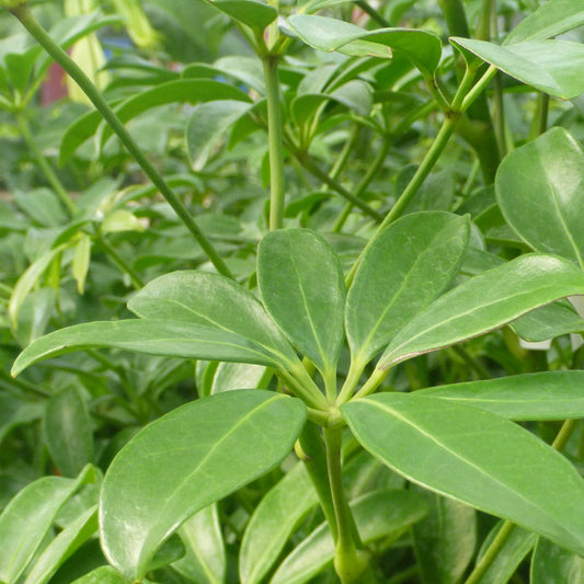 Schefflera arboricola