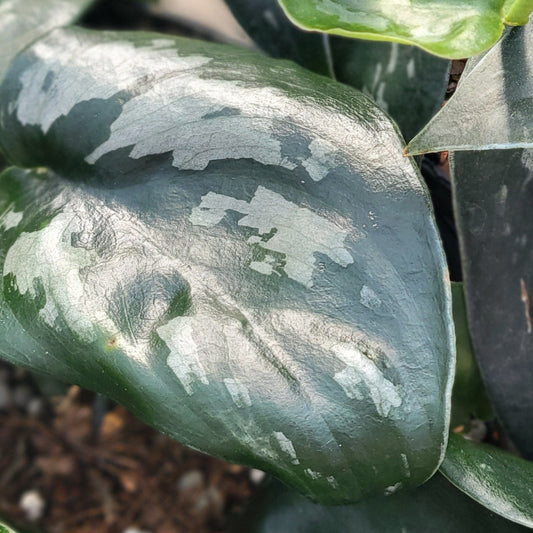 Scindapsus 'Black Splash'