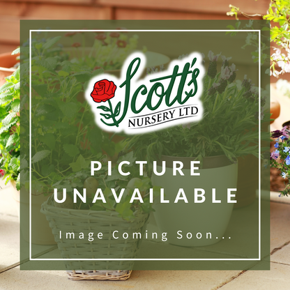 Mini Rose Bush Assorted