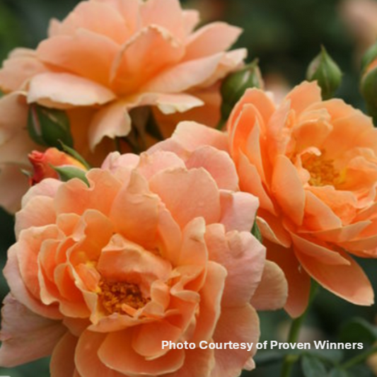 Rose 'At Last®'