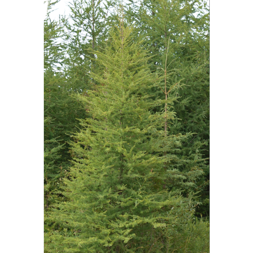 Maritime Arboretum Seed Tamarack
