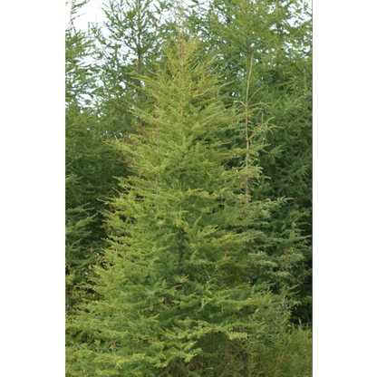 Maritime Arboretum Seed Tamarack