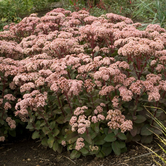 Stonecrop 'Matrona'