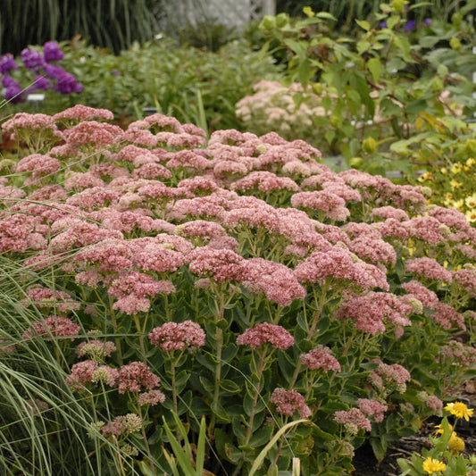 Stonecrop 'Autumn Fire'