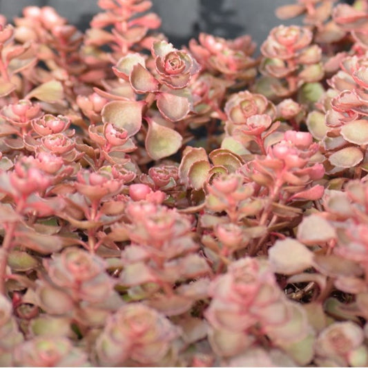 Stonecrop 'Dragon's Blood'
