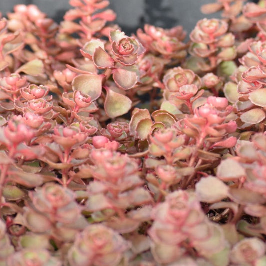 Stonecrop 'Dragon's Blood'