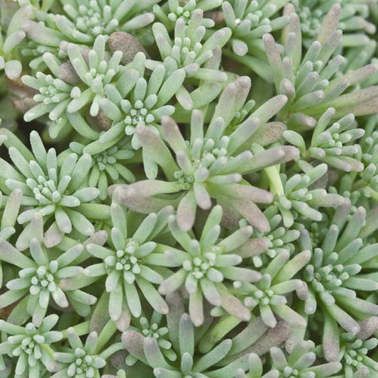 Stonecrop 'Lizard' Red