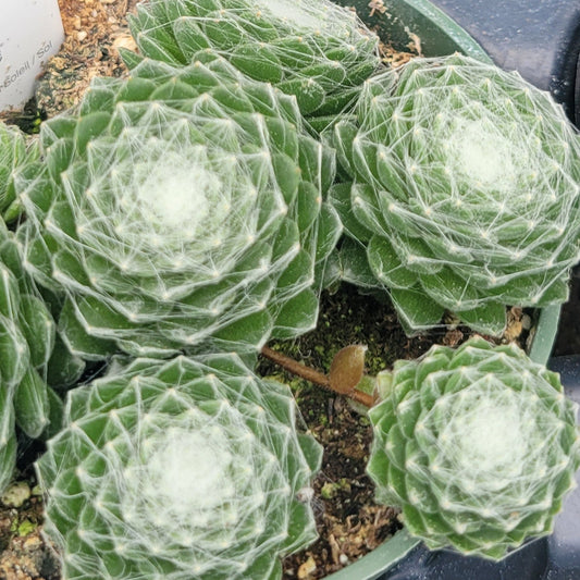 Hens And Chicks 'Red Cobweb'