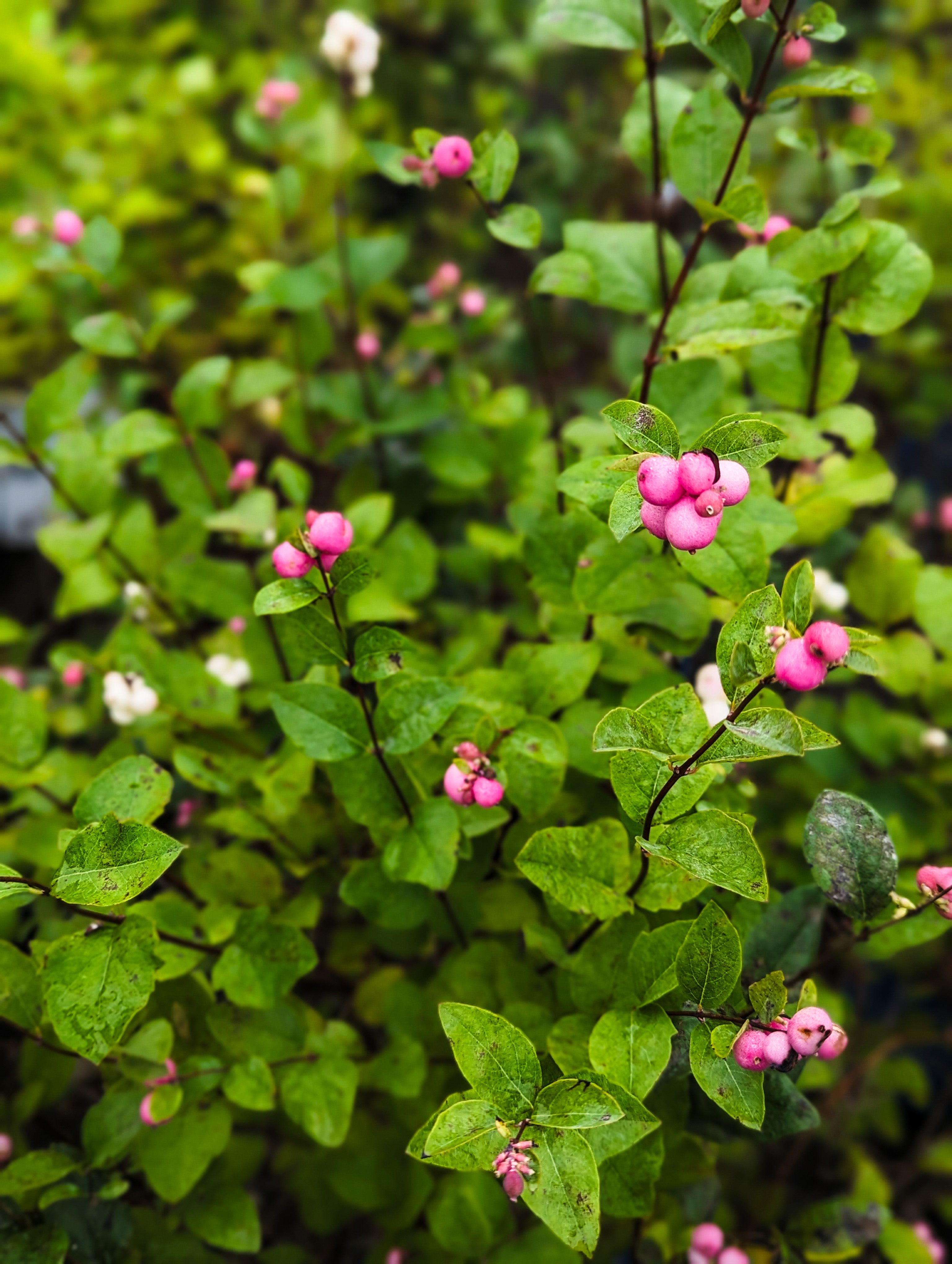 Snowberry 'Magical Ruby'