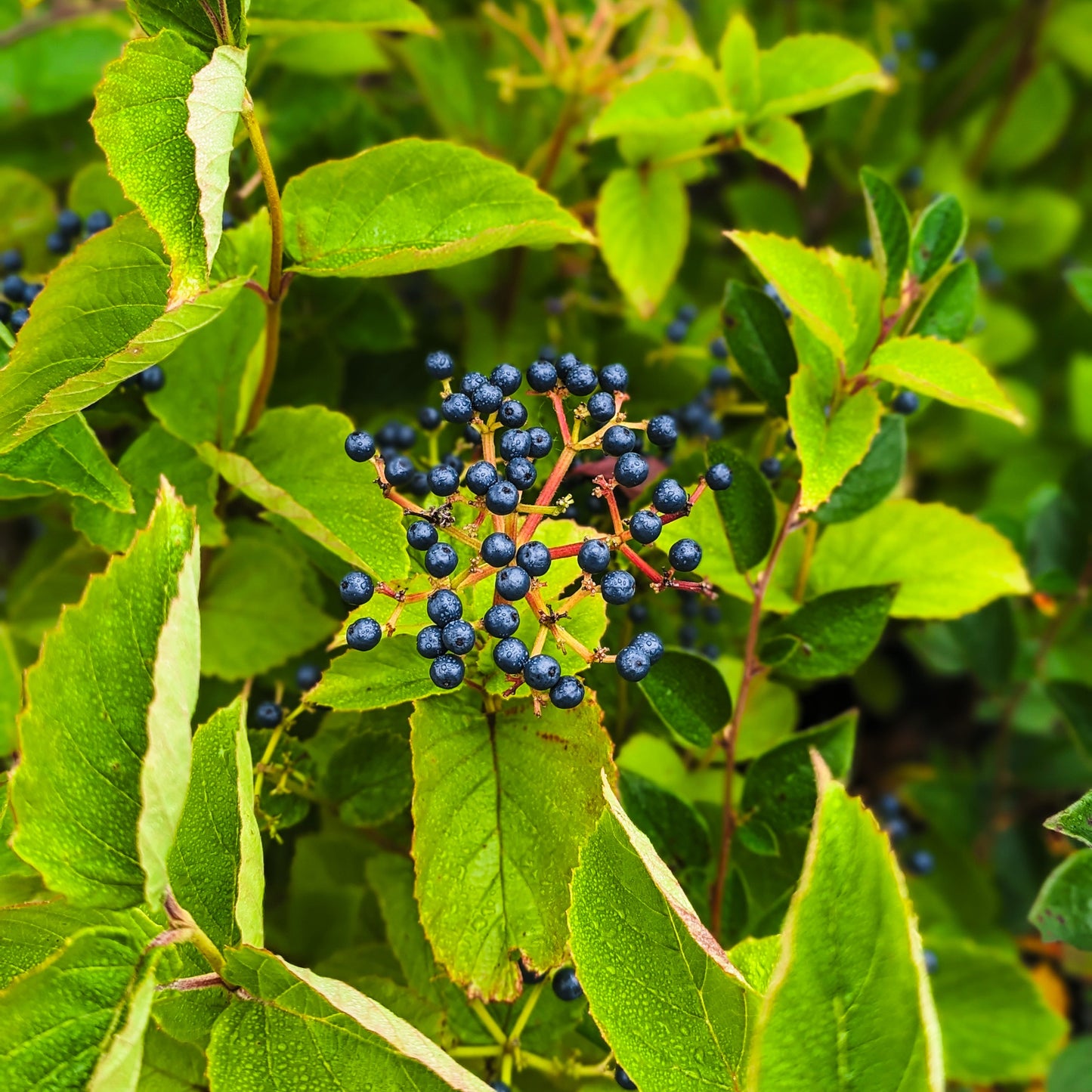 Viburnum 'Chicago Lustre®'