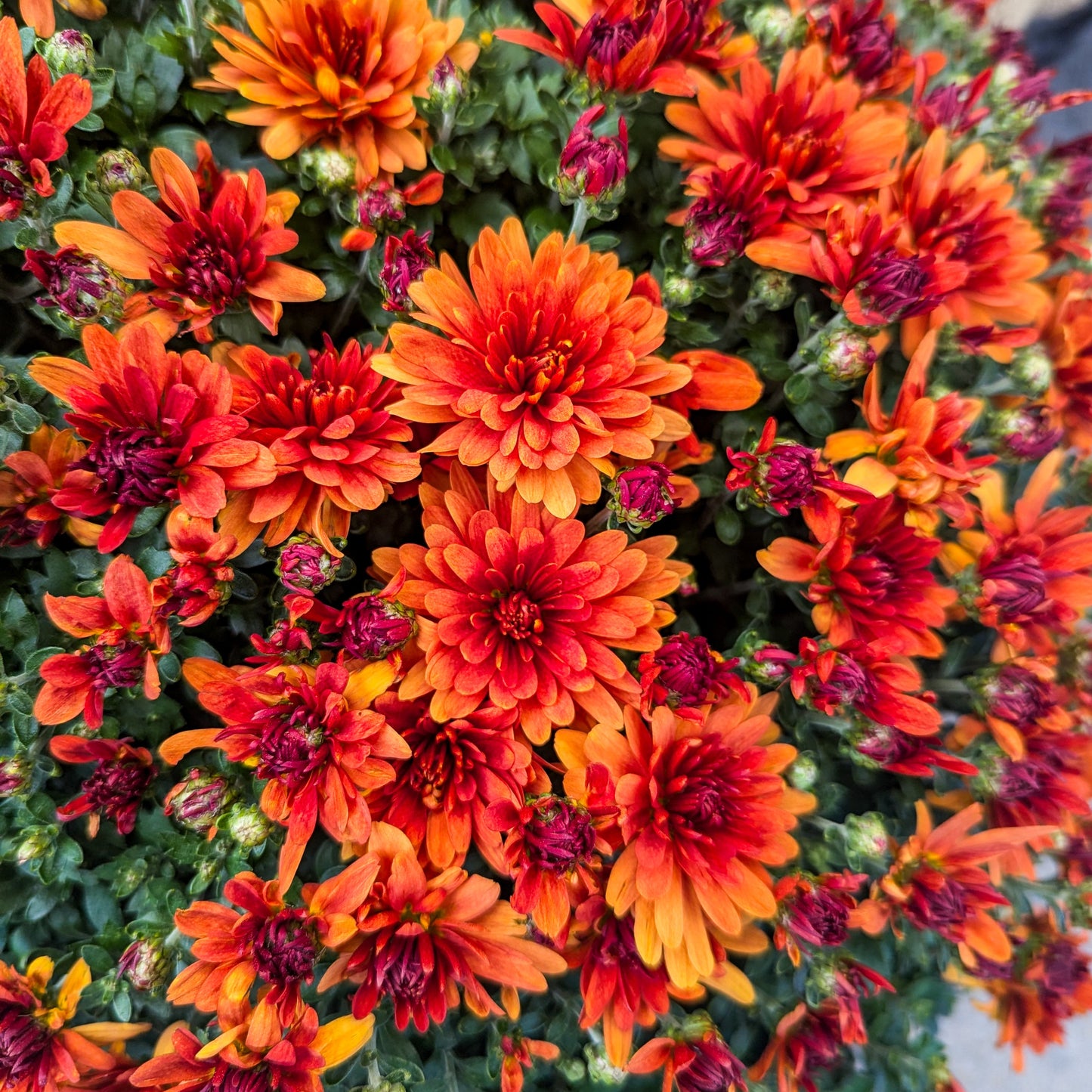Fall Chrysanthemums 15"
