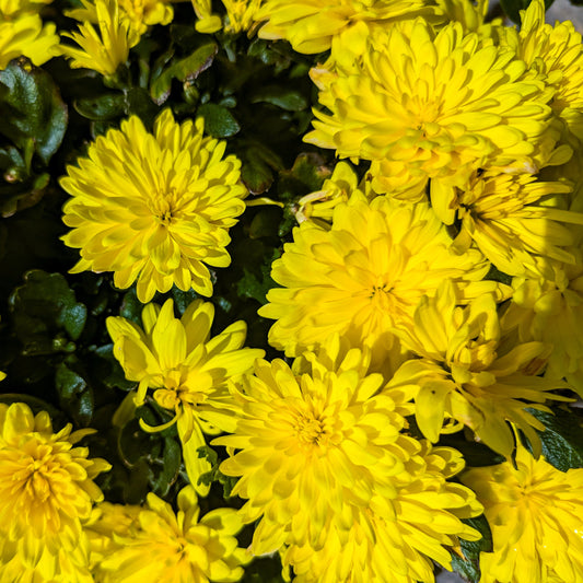 Fall Chrysanthemums 12"