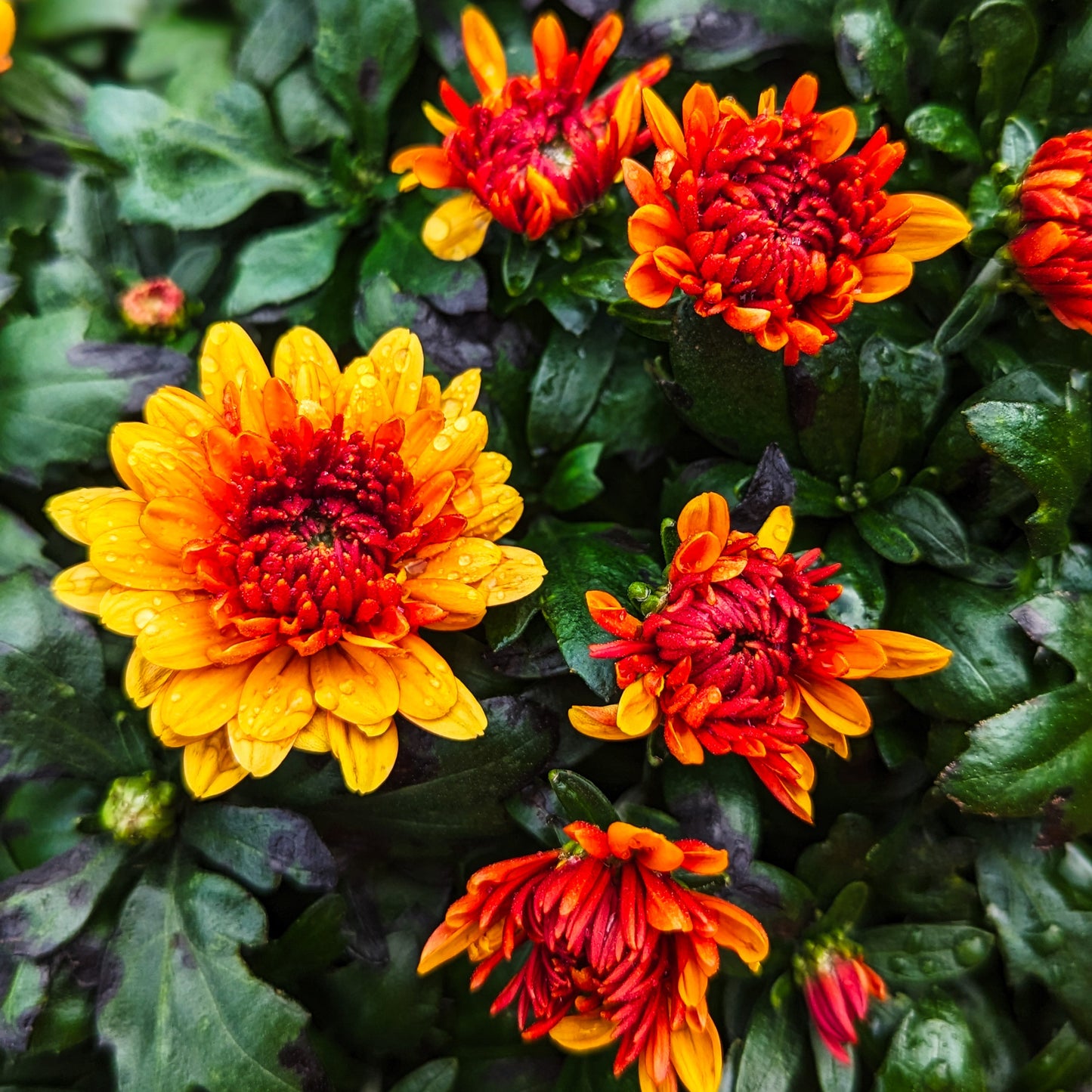 Fall Chrysanthemums 12"