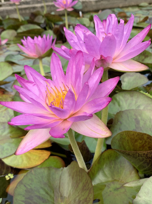 Waterlily ‘Siam Purple’