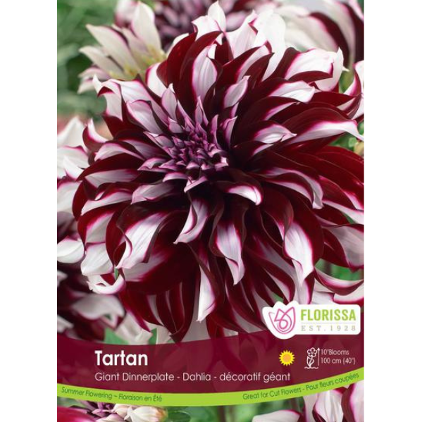 Bulbs Dahlia Dinnerplate Tartan 1/Pkg.