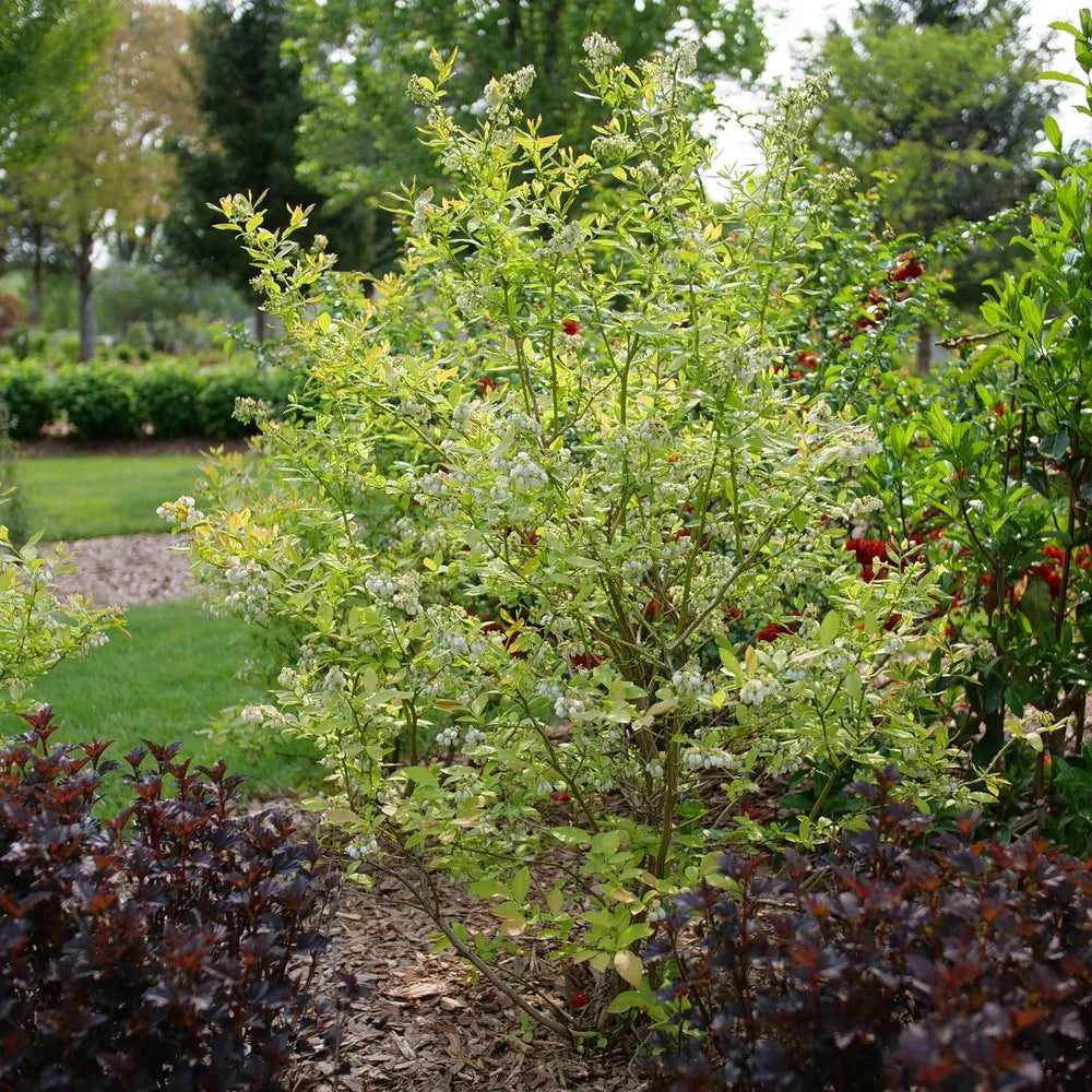 Half-Highbush Blueberry 'Sky Dew® Gold'