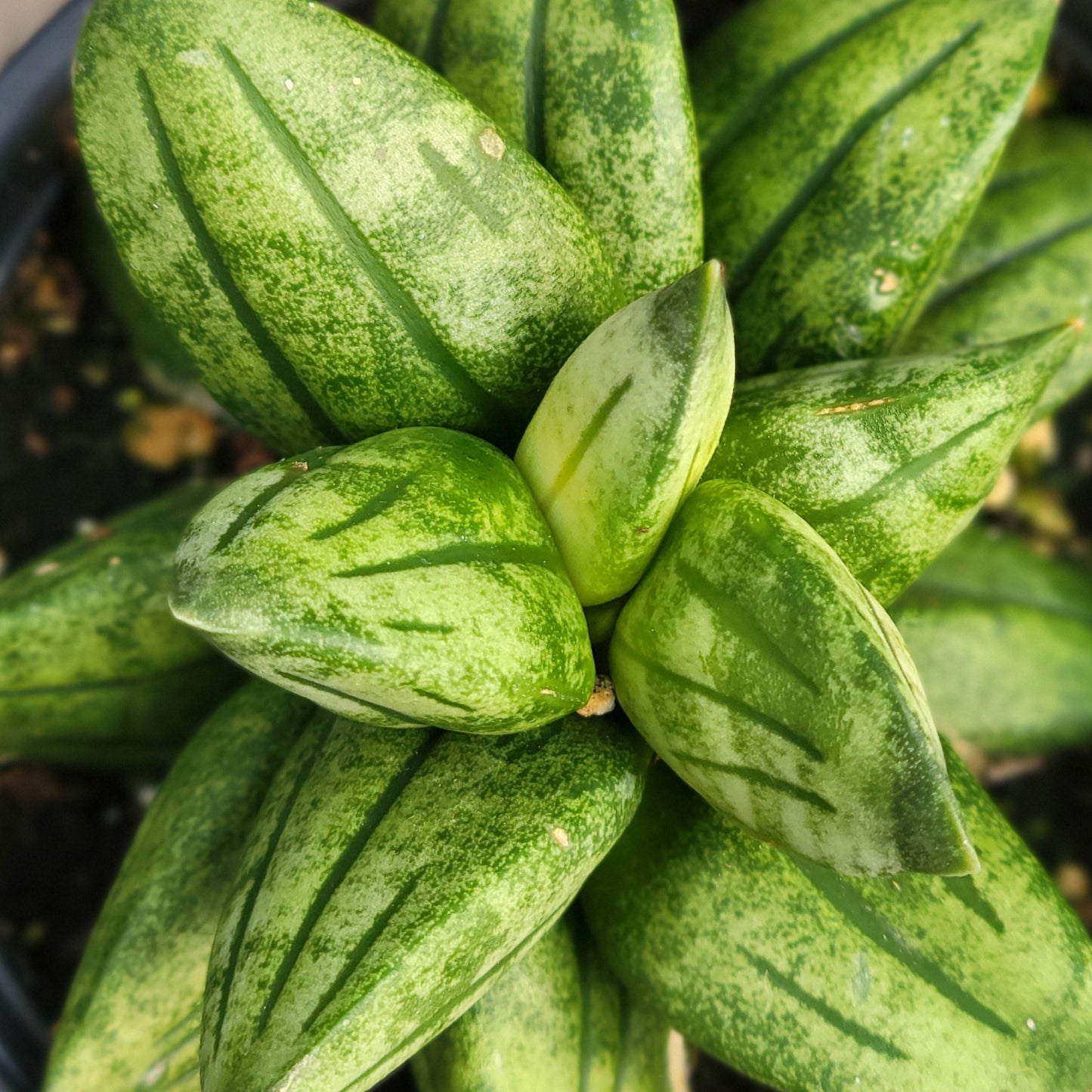 Snake Plant 'Pyramid'