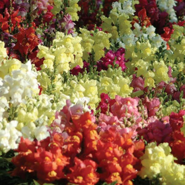 Snapdragon 'Snapshot™'