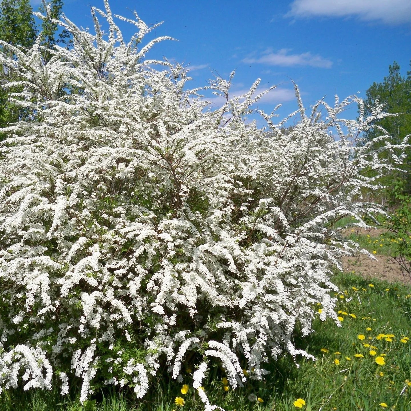 Spirea 'Snowmound'