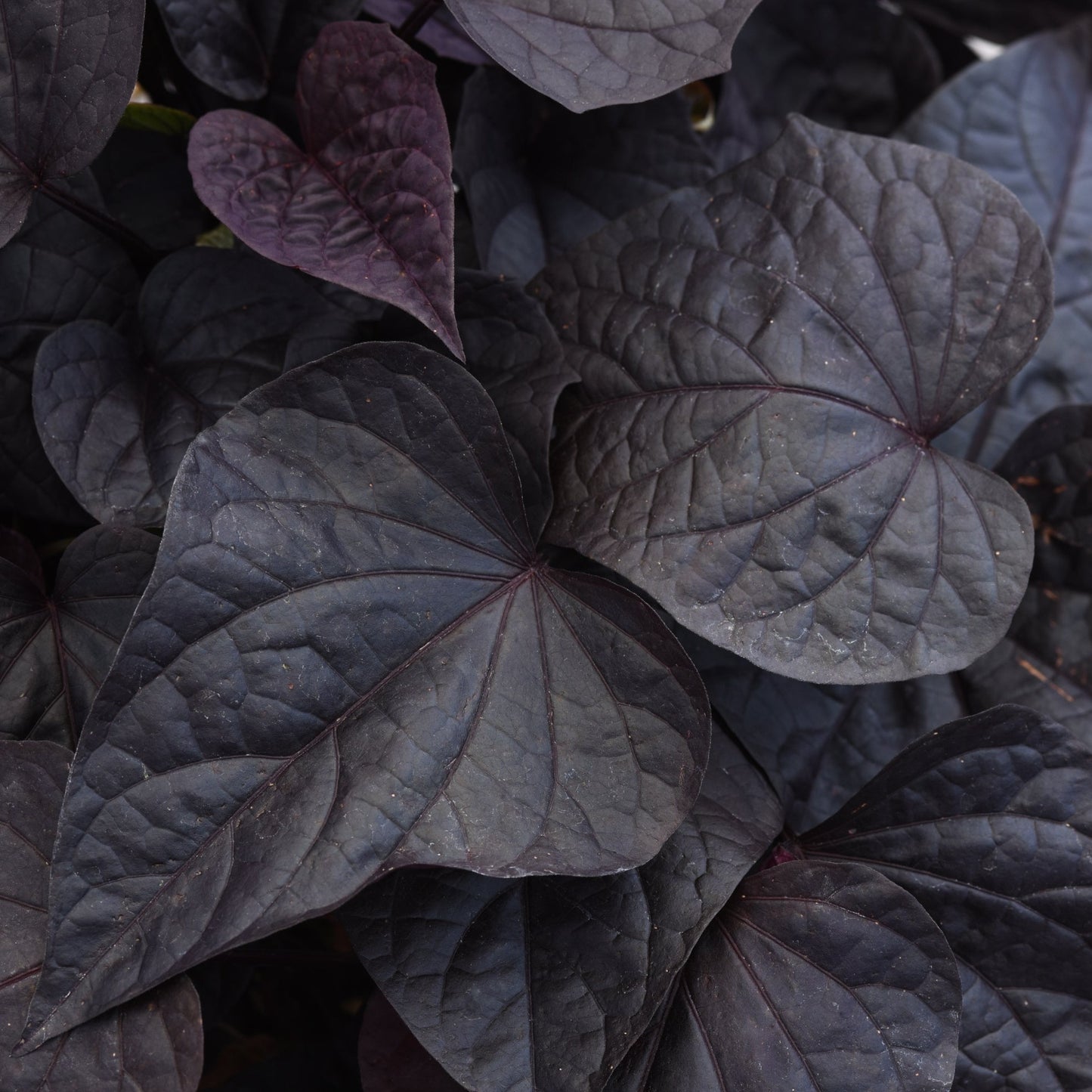 Ipomoea 'SolarPower™'