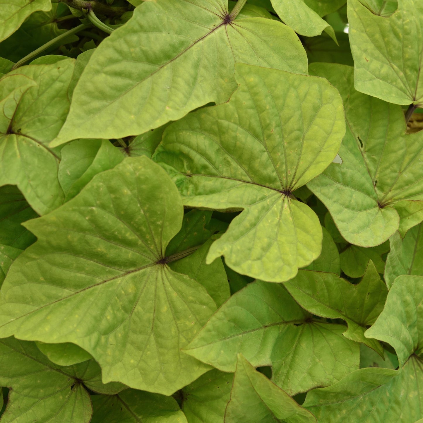 Ipomoea 'SolarPower™'