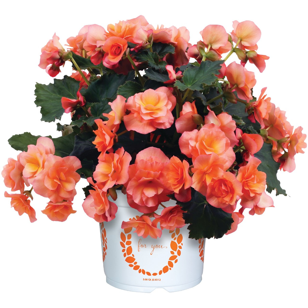 Begonia 'Solenia'