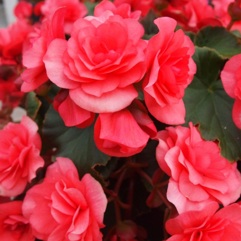 Begonia 'Solenia'