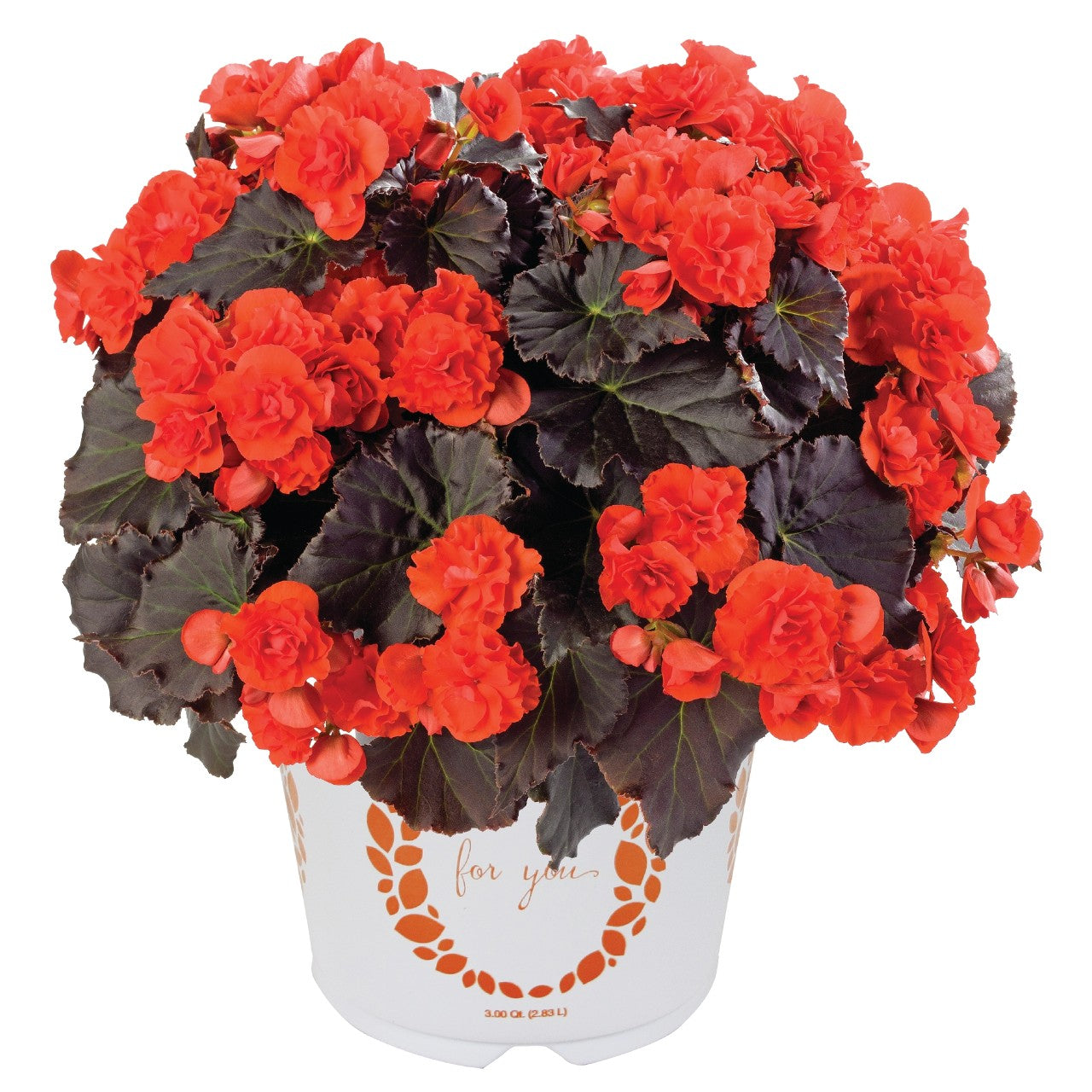 Begonia 'Solenia'