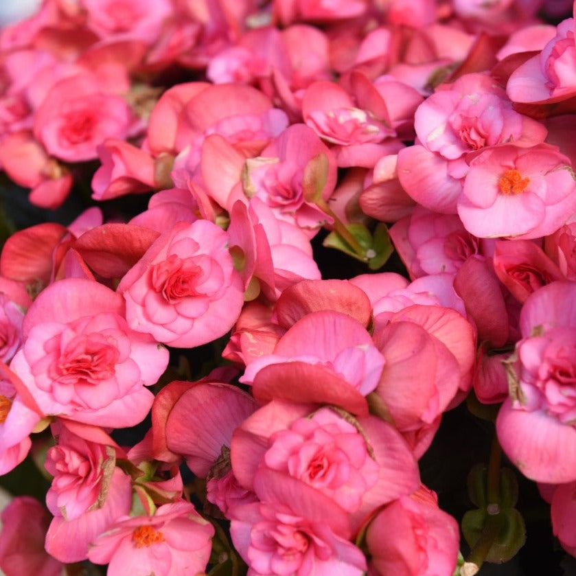 Begonia 'Solenia'