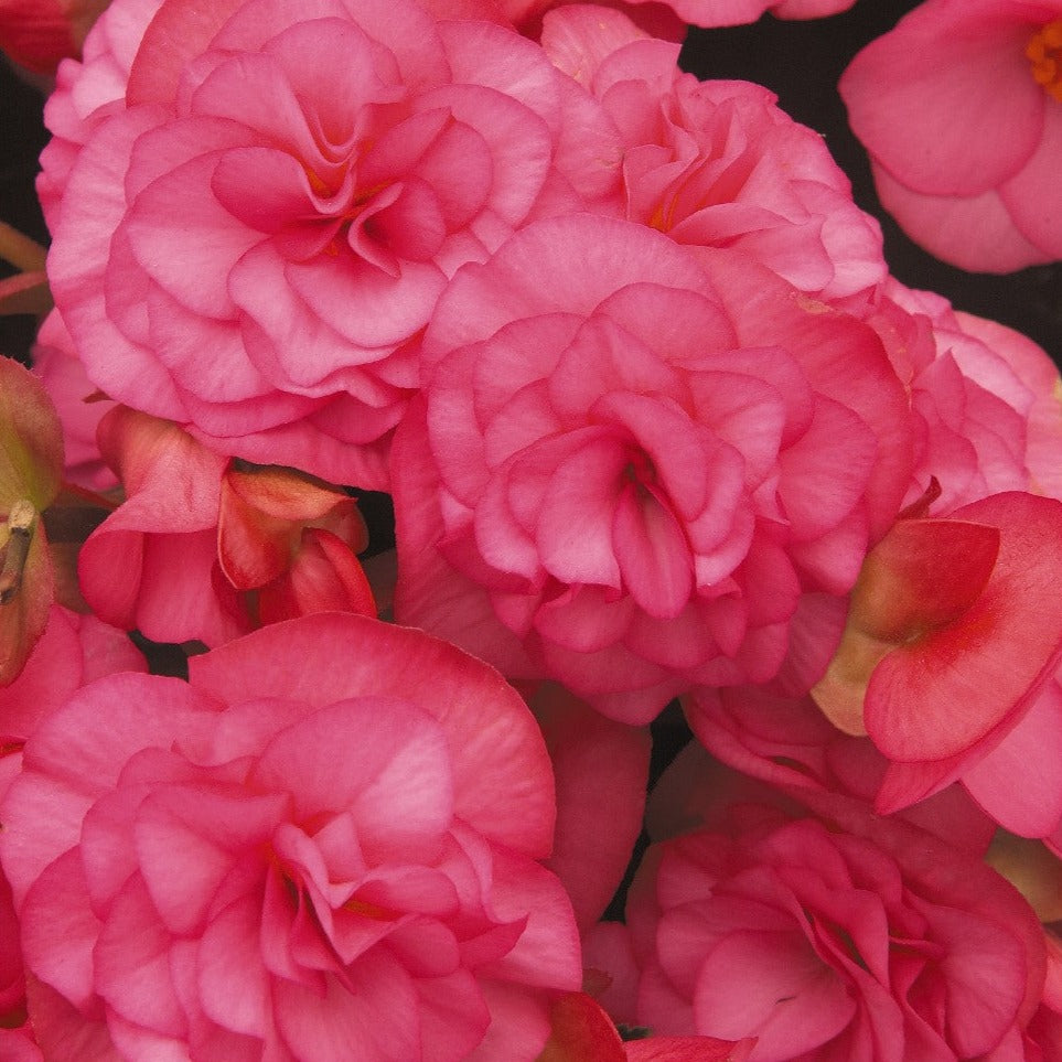 Begonia 'Solenia'