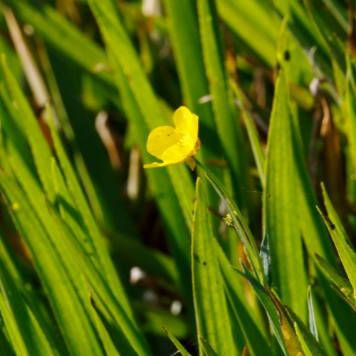 Spearwort