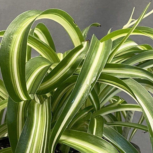 Spider Plant 'Curly Bonnie'