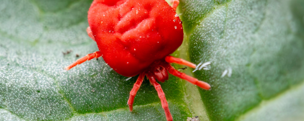 Spider Mites
