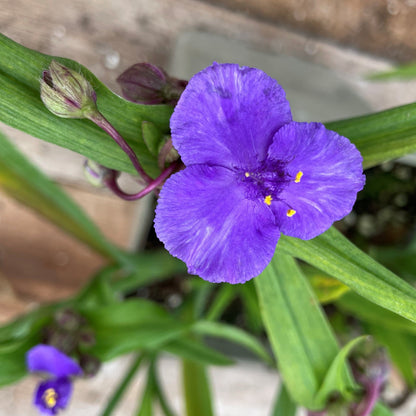 Spiderwort 'Zwanenburg Blue'