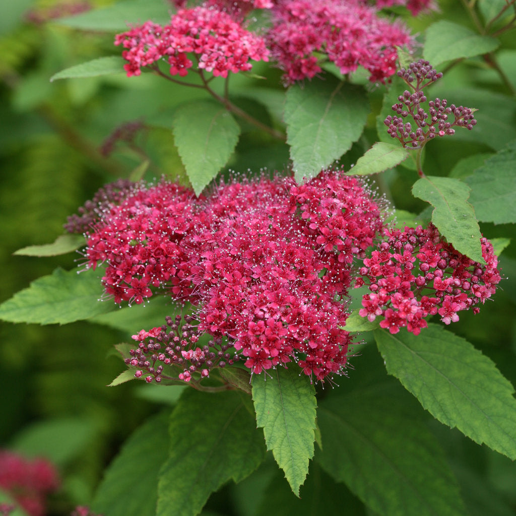 Pink flowers with green leaves on a blurred green background
