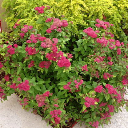Spirea 'Double Play® Red'