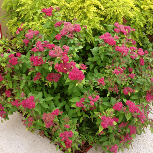 Spirea 'Double Play® Red'