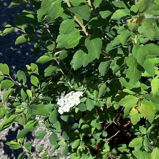 Spirea 'Bridal Wreath'
