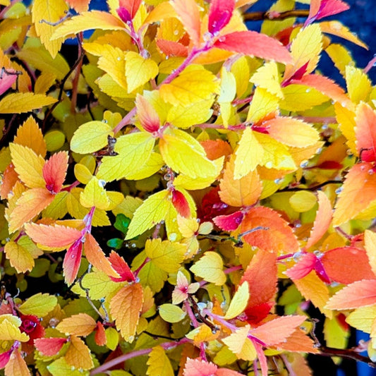 Spirea ‘Flaming Mound’