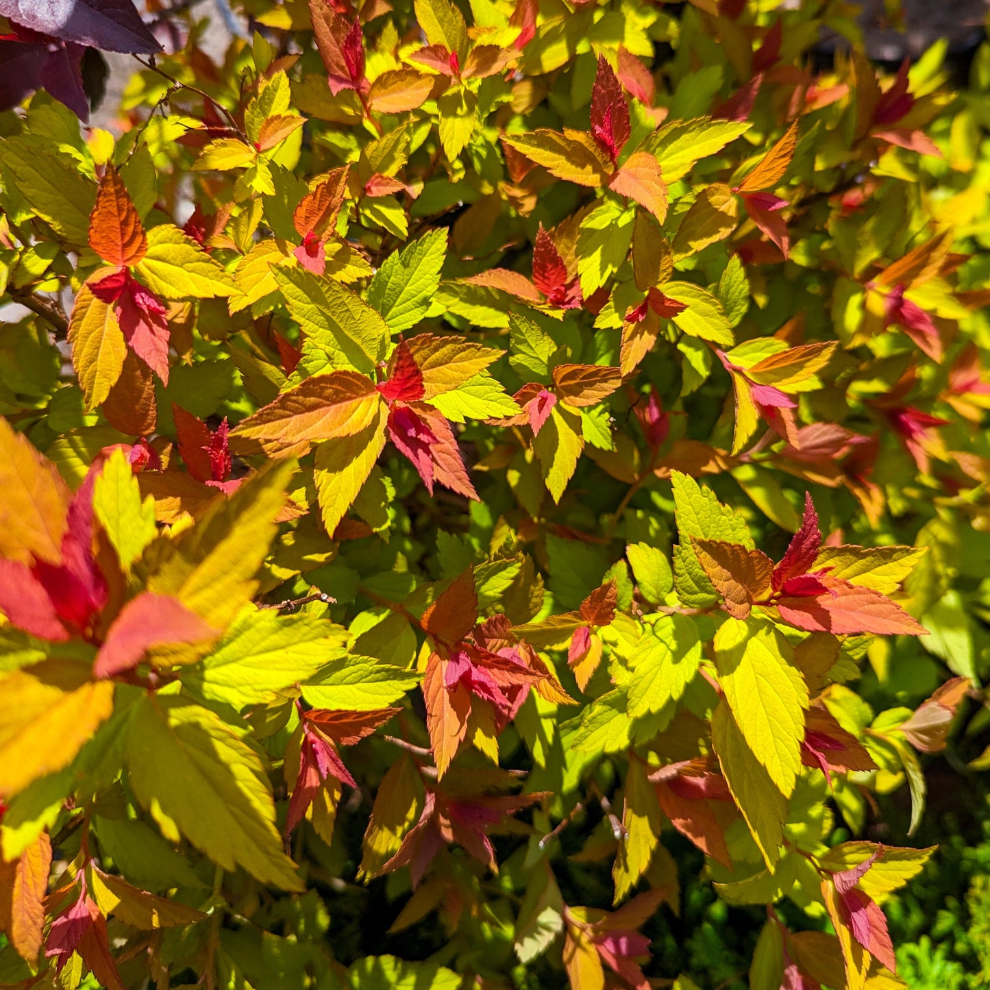 Spirea 'Magic Carpet'