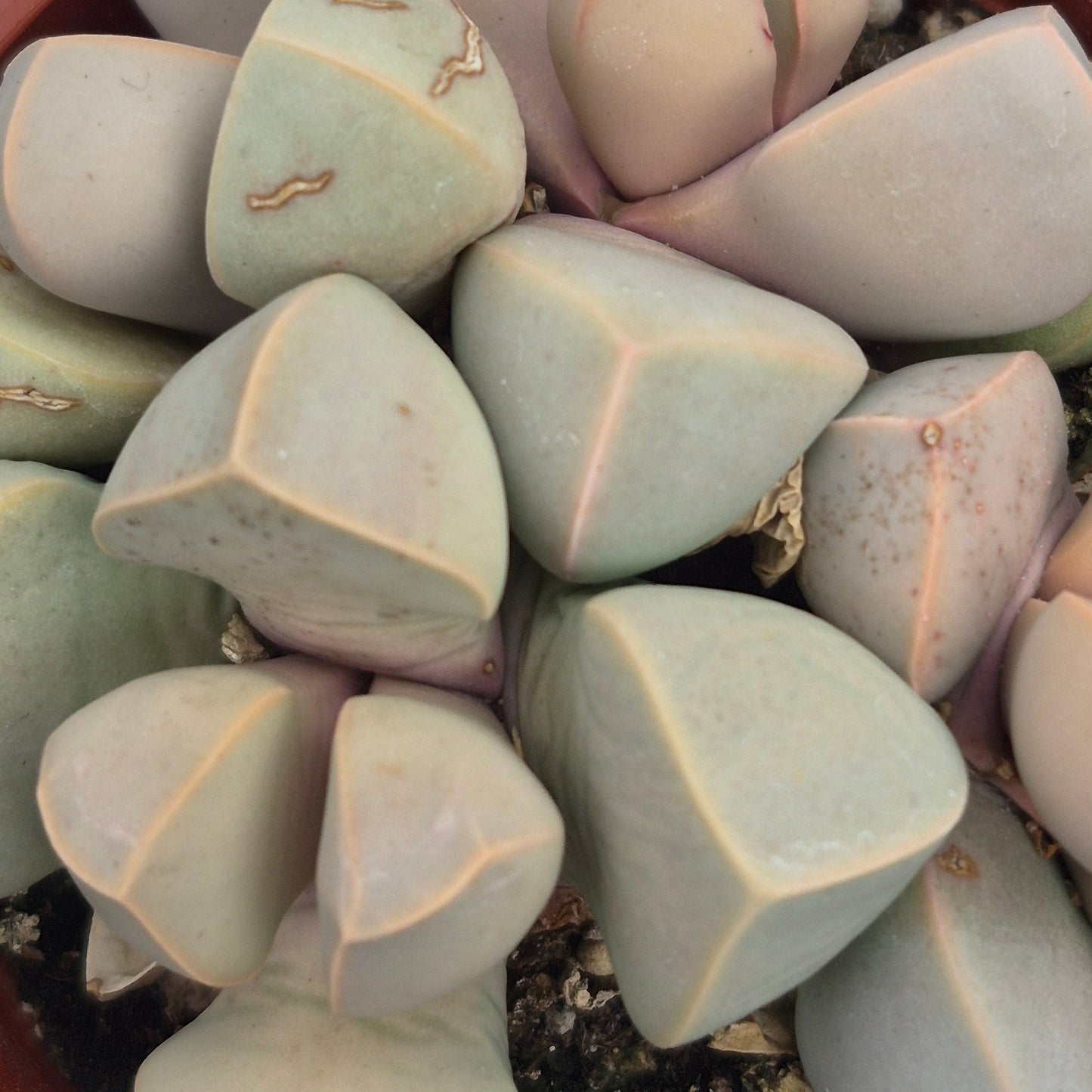 Split Rock Cactus